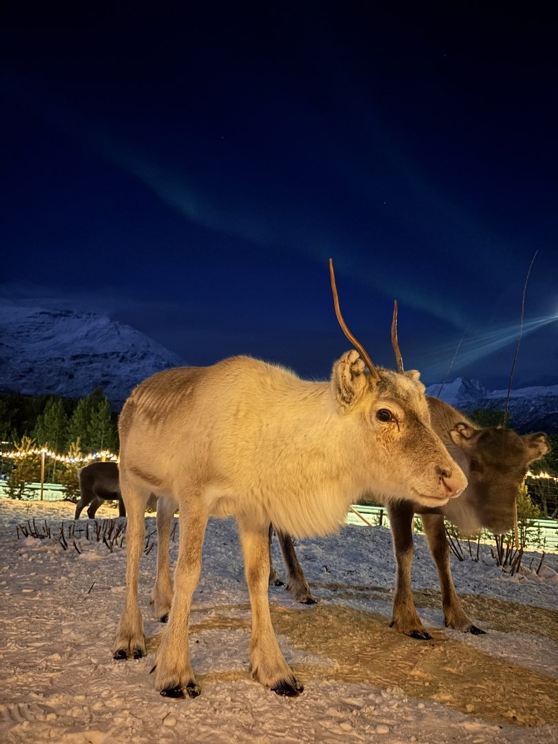 Rein på kveldstid ved Lyngenfjord Hotel