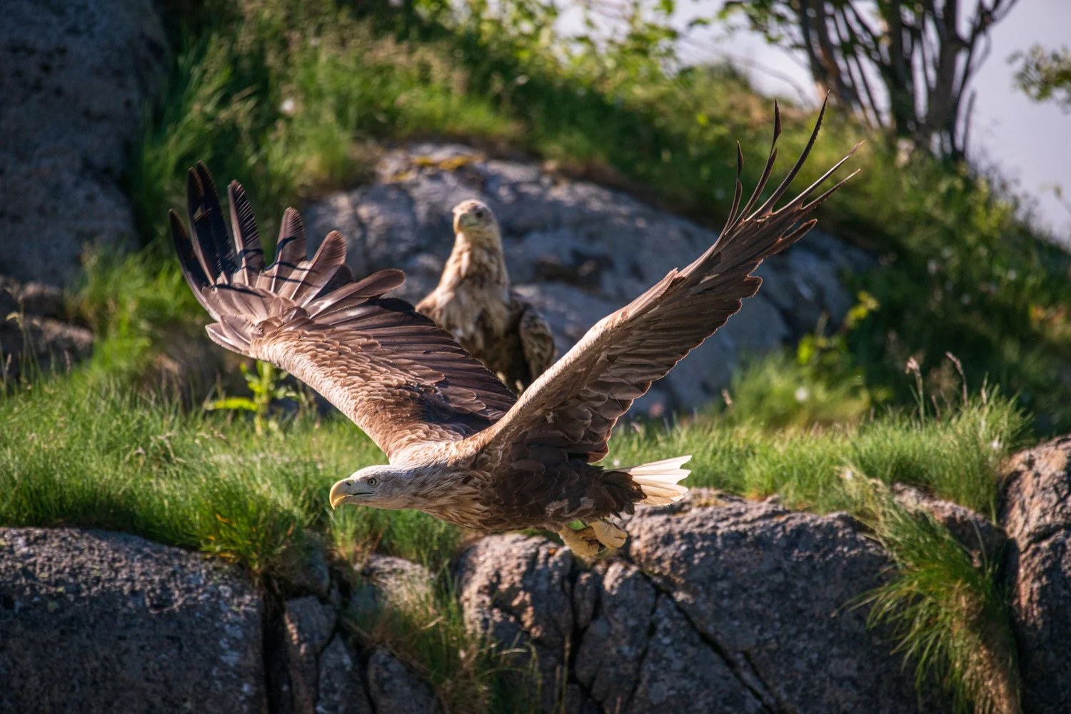 Lofoten Explorer